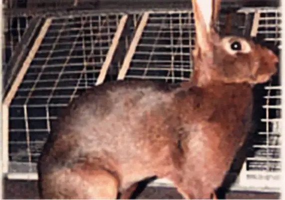 British little rabbit identity information