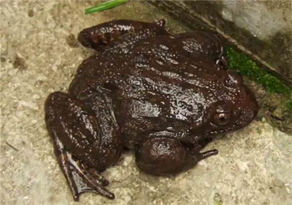 I.D