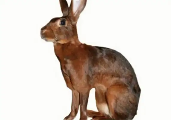 British little rabbit identity information