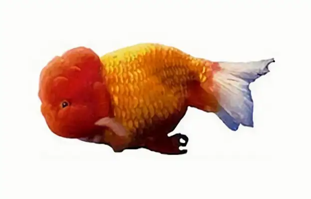 Red Tiger Head Goldfish Identity Information