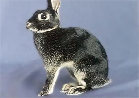 British little rabbit identity information