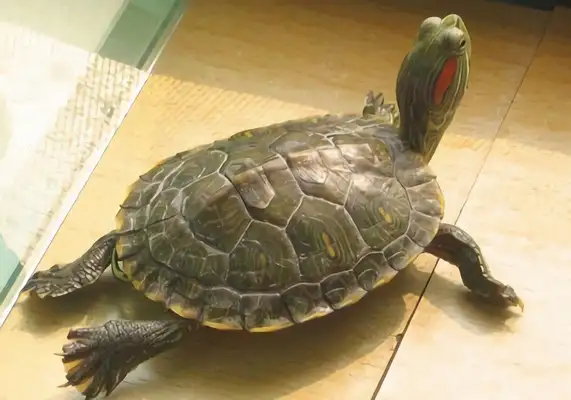 Brazilian red ear turtle identity information