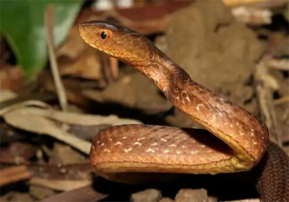 Viper ID