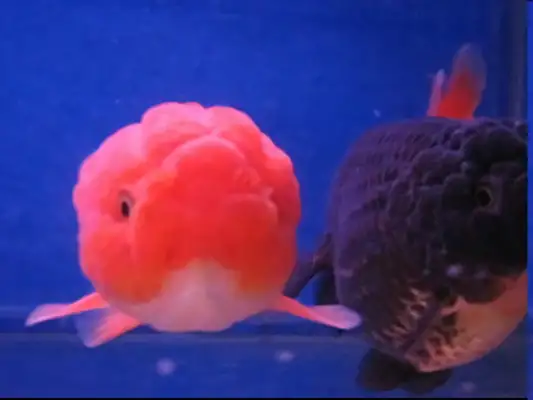 Red Tiger Head Goldfish Identity Information