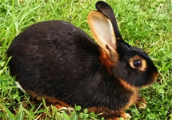 British little rabbit identity information
