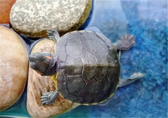 Brazilian red ear turtle identity information