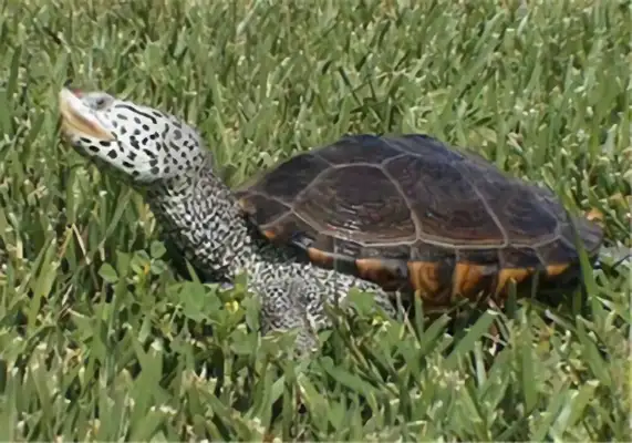 Eastern Florida drilling turtle identity information