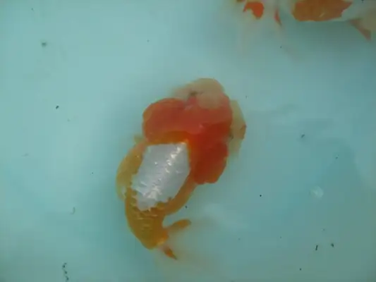 Red Tiger Head Goldfish Identity Information