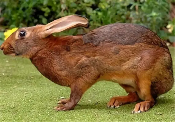 British little rabbit identity information