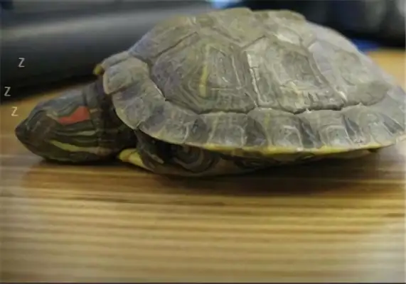 Brazilian red ear turtle identity information