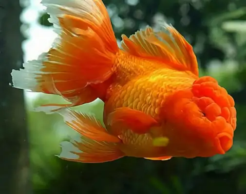 Red Tiger Head Goldfish Identity Information