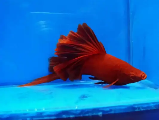 Red Swordfish ID