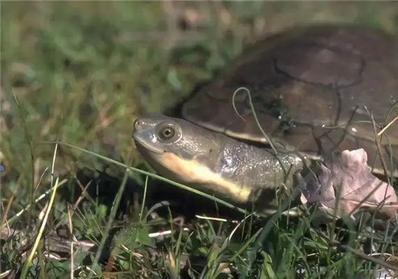 Australia's Big Head Curtain Turtle Identity Information