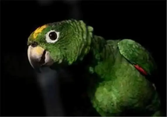 Information on the identity of the Amazon parrot