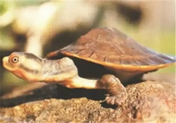 Australia's Big Head Curtain Turtle Identity Information