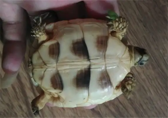 Information on the identity of the turtle