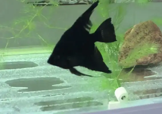 Blackfish ID