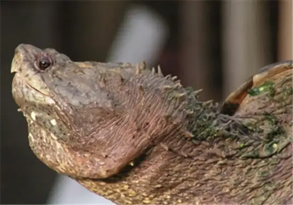 Florida draws up an ID on the crocodile