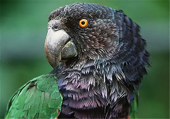 Information on the identity of the Amazon parrot