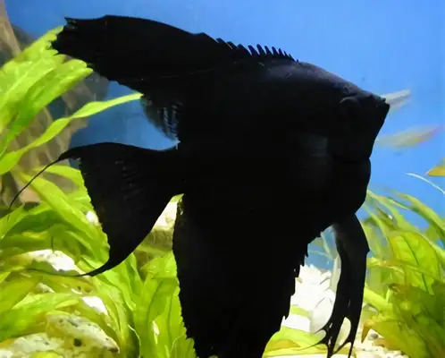Blackfish ID