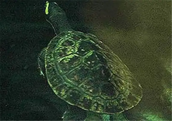 Australia's Big Head Curtain Turtle Identity Information