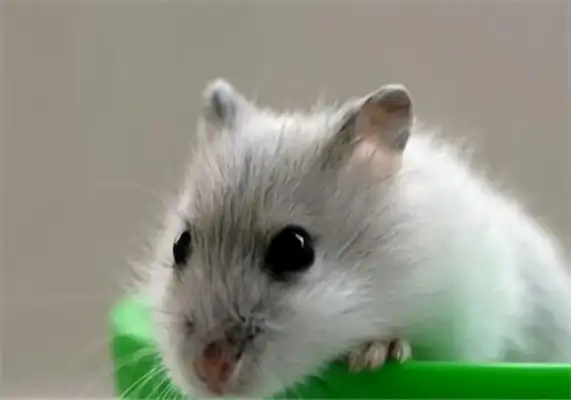 Purple hamster identity information