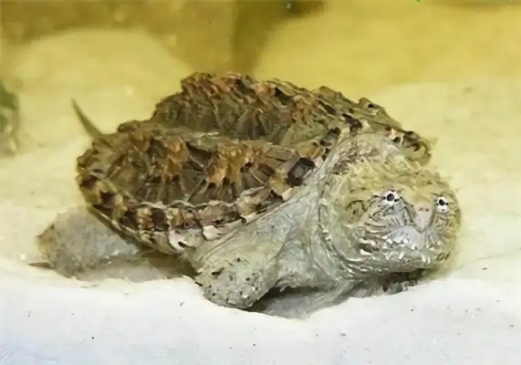 Florida draws up an ID on the crocodile