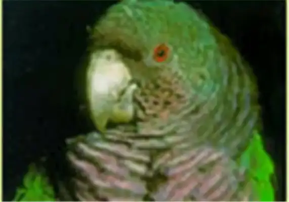 Information on the identity of the Amazon parrot