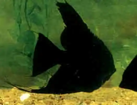 Blackfish ID