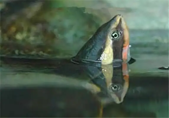 Australia's Big Head Curtain Turtle Identity Information