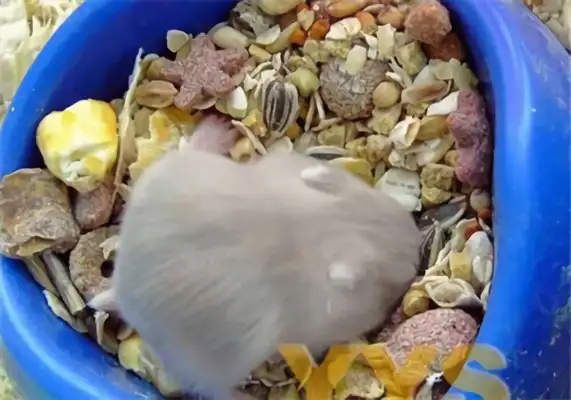 Purple hamster identity information