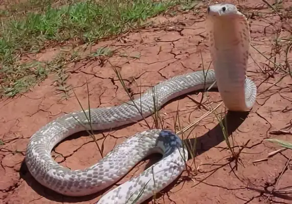 Philippine Cobra Identity Information