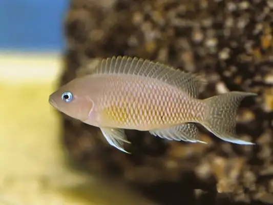 I.D. phoenix