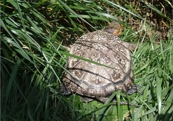 Burger's got an ID on the turtle