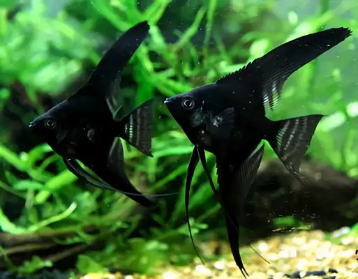 Blackfish ID