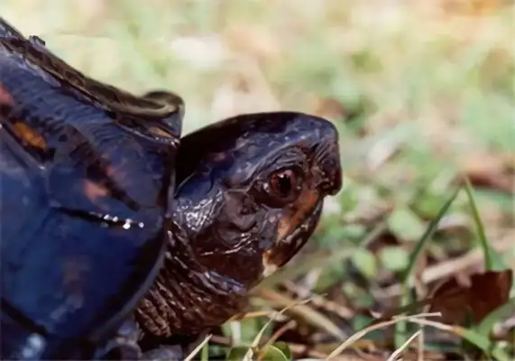 Caroline's turtle identity information