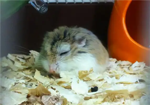 Purple hamster identity information