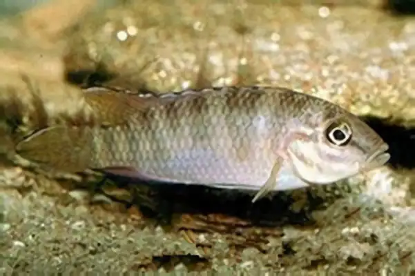 I.D. phoenix