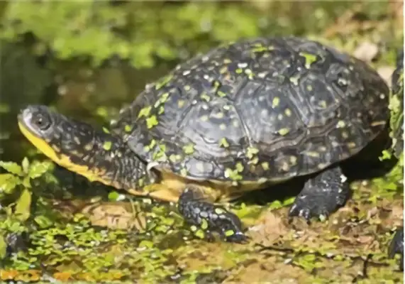 Burger's got an ID on the turtle