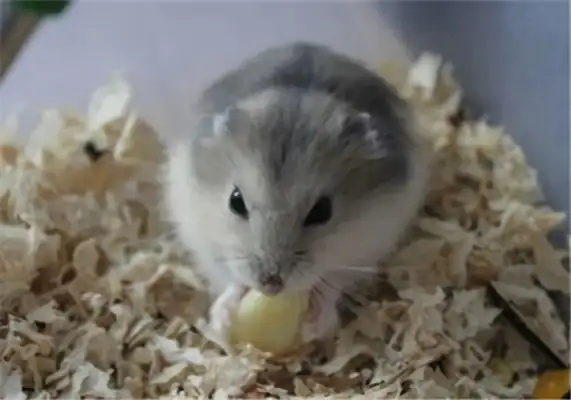 Purple hamster identity information