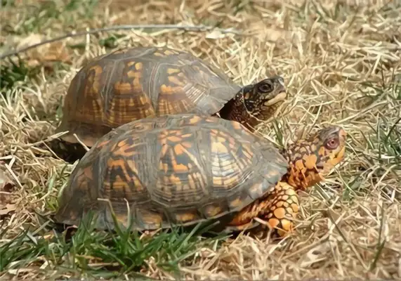 Caroline's turtle identity information
