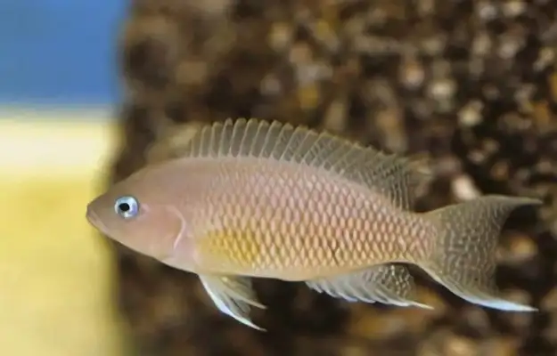 I.D. phoenix