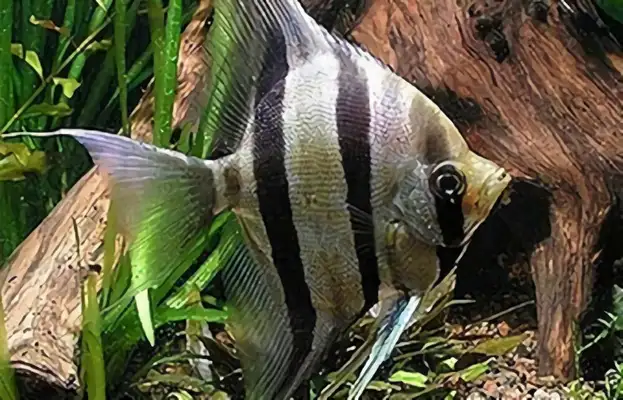 Egyptian fairyfish identity information