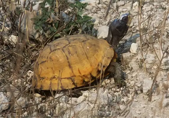 Caroline's turtle identity information