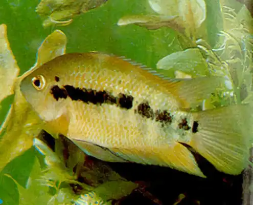 I.D. phoenix