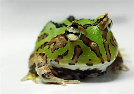 Frog ID