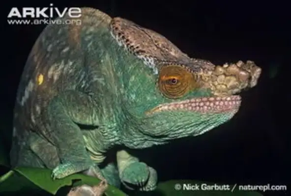 King Chameleons. King Chameleons live