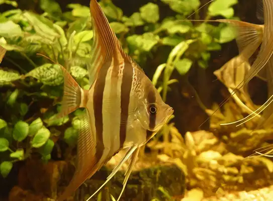 Egyptian fairyfish identity information
