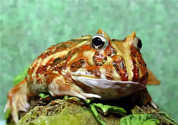Frog ID