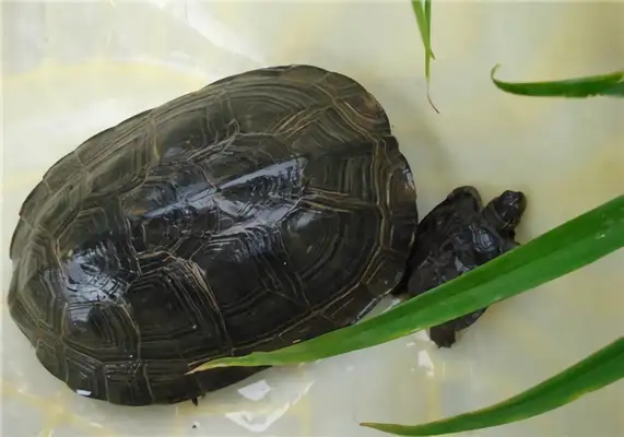 Black-neck turtle identity information